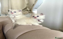 Ragdoll cats for sale: Beautiful Ragdoll Kittens – Stunning & Ready Soon - Image 2