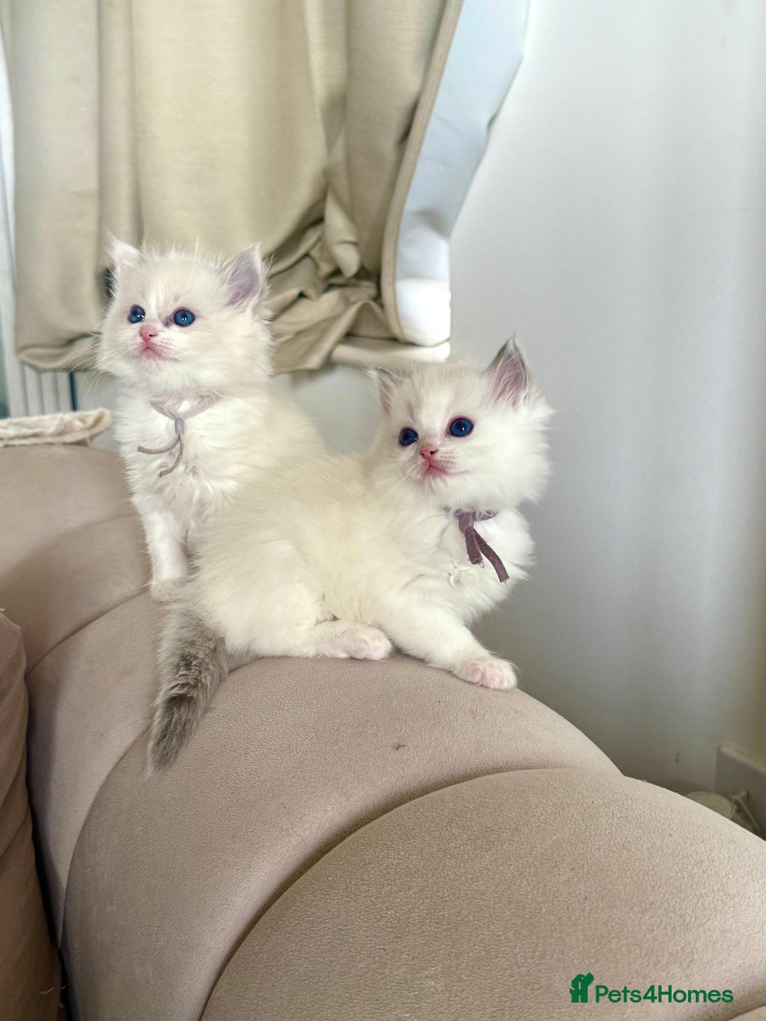 Ragdoll cats for sale: Beautiful Ragdoll Kittens – Stunning & Ready Soon - Image 2