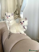 Ragdoll cats - Advert 16