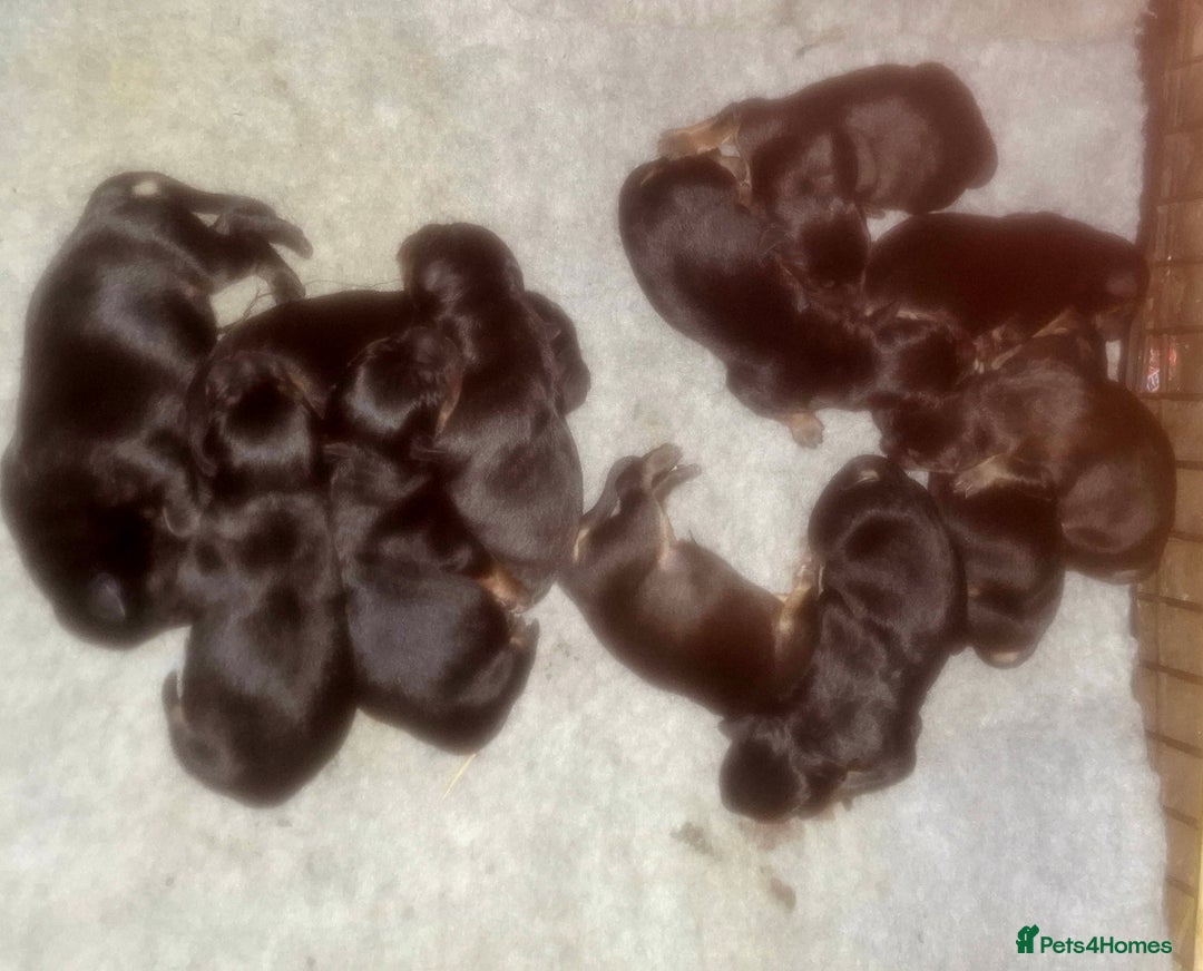 Mixed Breed dogs for sale: A stunning litter of gsd x rottie x mastiff pups  - Image 9