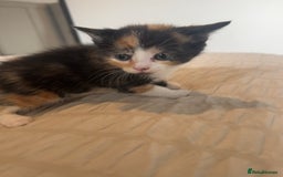 Mixed Breed cats for sale: 5 kittens for sale  - Image 3