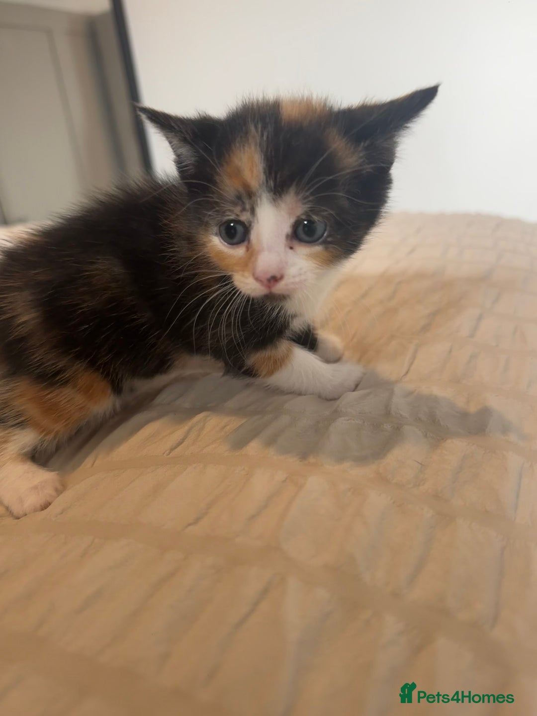 Mixed Breed cats for sale: 5 kittens for sale  - Image 3