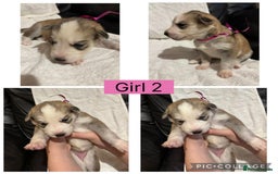 Siberian Husky dogs for sale: Beautiful Husky Pups  - Image 6
