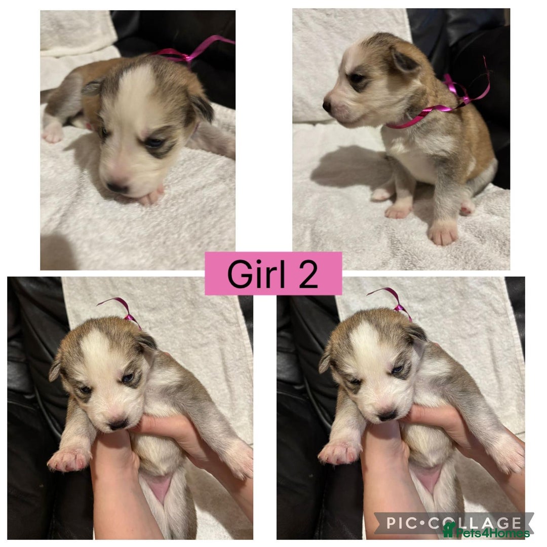 Siberian Husky dogs for sale: Beautiful Husky Pups  - Image 6