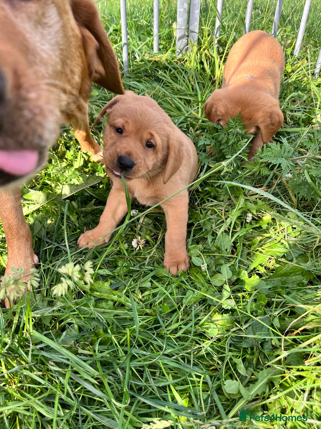 Labrador Retriever dogs for sale: 💛💛 Excellent Labrador Pups 💛💛 - Image 15