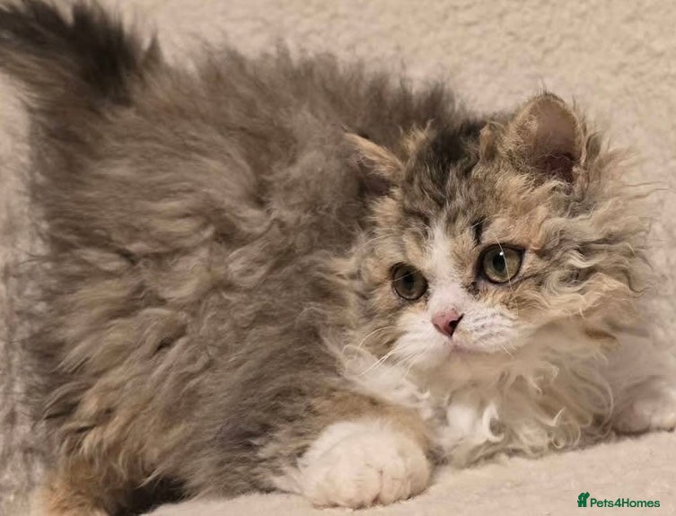 Selkirk Rex cats for sale: Selkirk Rex 5 months old female - Advert 2