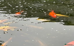 Koi Carp fish for sale: Koi Carp for Sale (rehoming due to baby and dog)  - Image 7