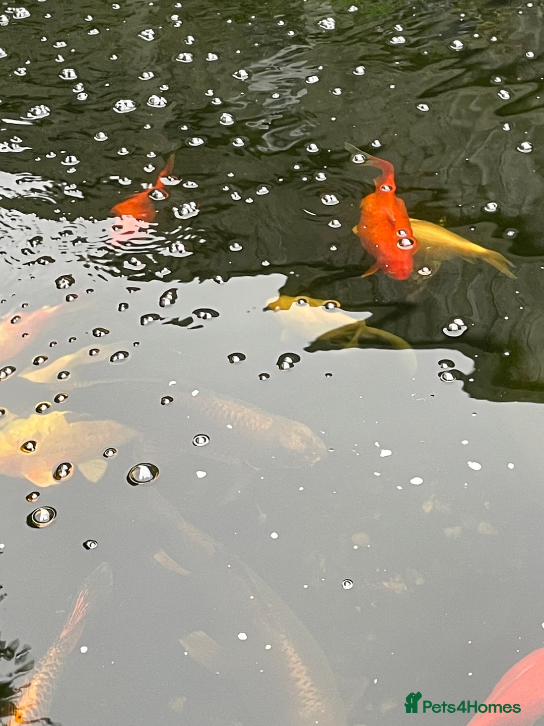 Koi Carp fish for sale: Koi Carp for Sale (rehoming due to baby and dog)  - Image 7