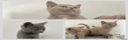 British Shorthair cats for sale: 5 British Shorthair Kittens in Wellingborough - Advert 1