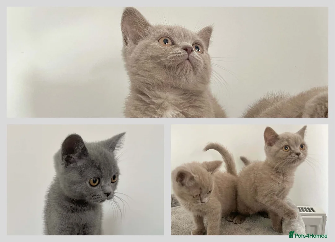 British Shorthair cats for sale: 5 British Shorthair Kittens in Wellingborough - Advert 1