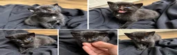 Bengal cats for sale: Bengal Kittens Looking for Their Forever Homes  - Advert 6