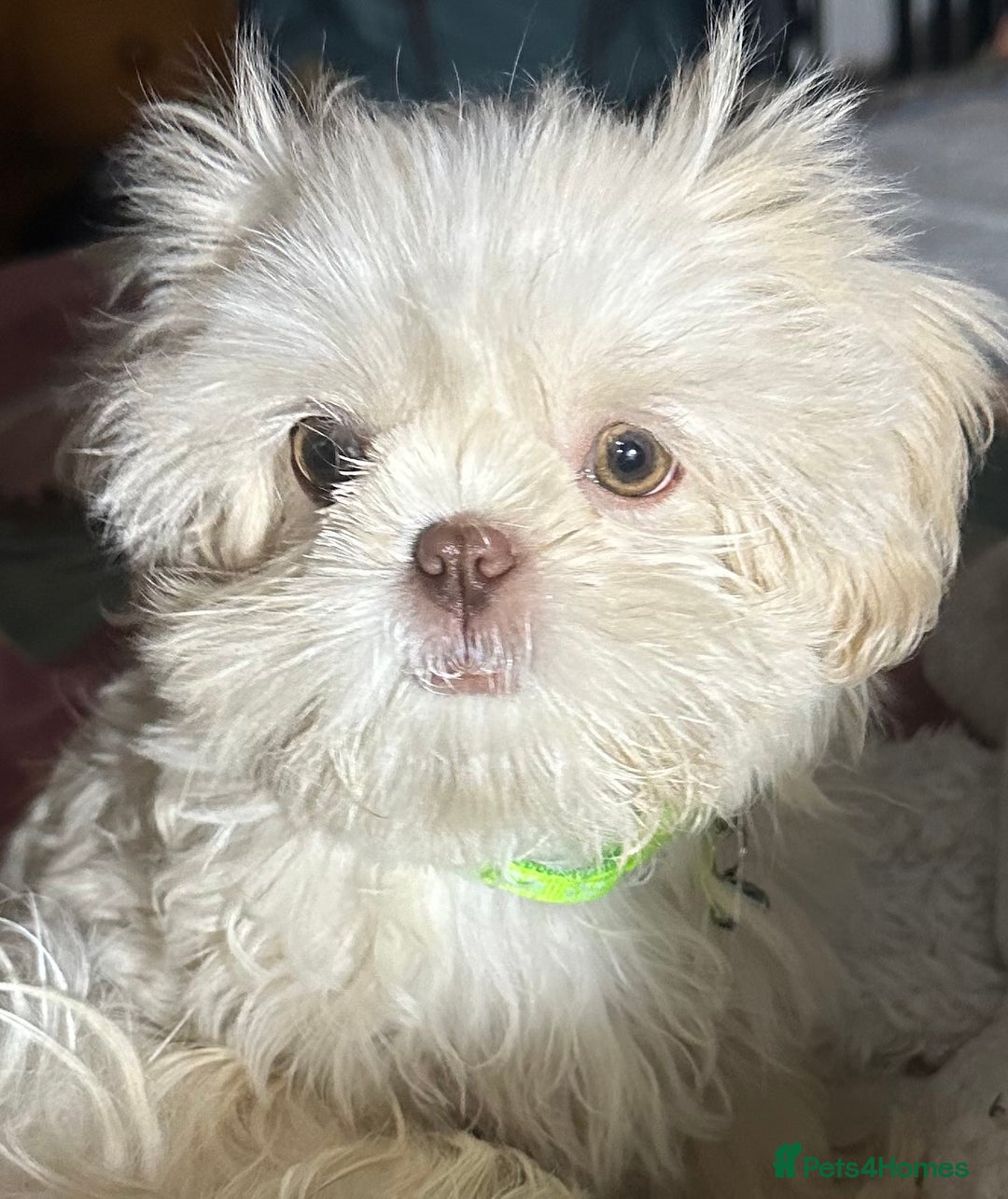 Shih Tzu dogs for sale: Lavender White Imperial Shih Tzu Puppies - Advert 31