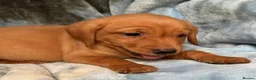 Labrador Retriever dogs for sale: Red labrador - Advert 24
