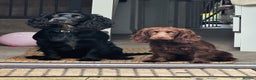 Cocker Spaniel dogs for sale: 6 beautiful Cocker Spaniel puppies.  - Advert 17