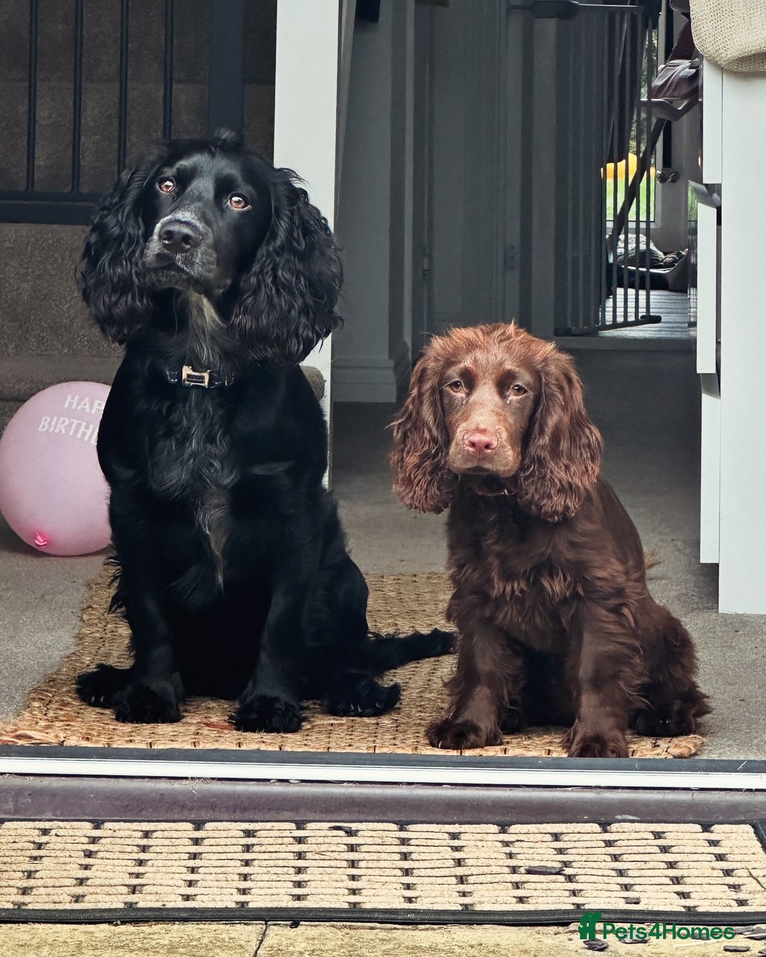 Cocker Spaniel dogs for sale: 6 beautiful Cocker Spaniel puppies.  - Advert 17