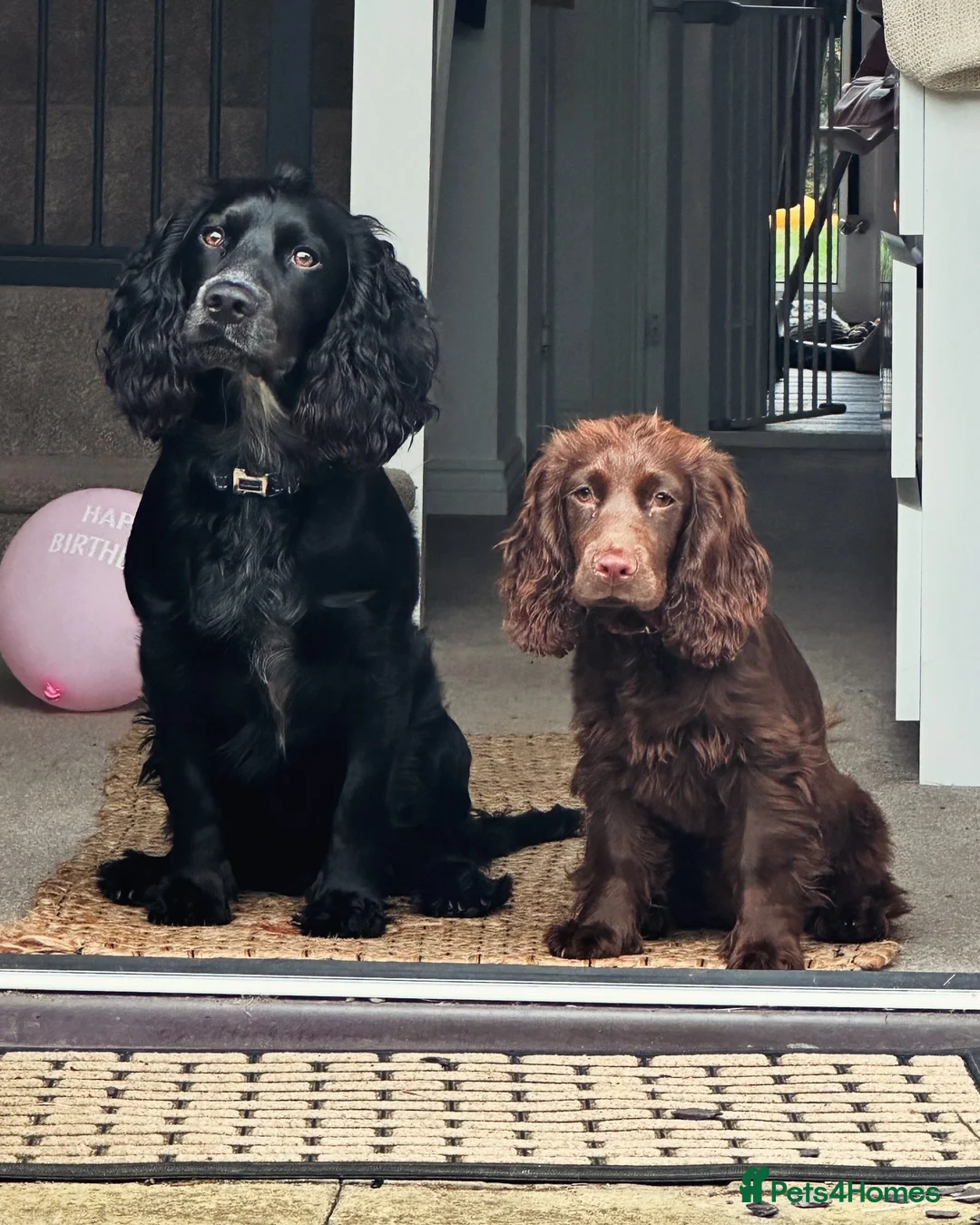 Cocker Spaniel dogs for sale: 3 Cocker Spaniel puppies. AVAILABLE TO VIEW - Advert 13