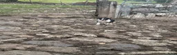 Border Collie dogs for sale: Border collie pups for sale - Advert 14