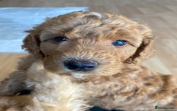 Labradoodle dogs for sale: Beautiful F3b Labradoodle Puppies - Image 32