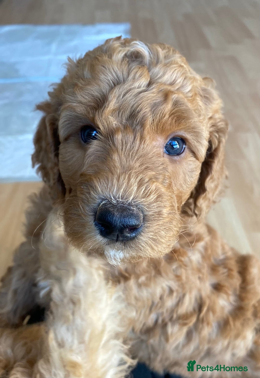 Labradoodle dogs for sale: Beautiful F3b Labradoodle Puppies - Image 32