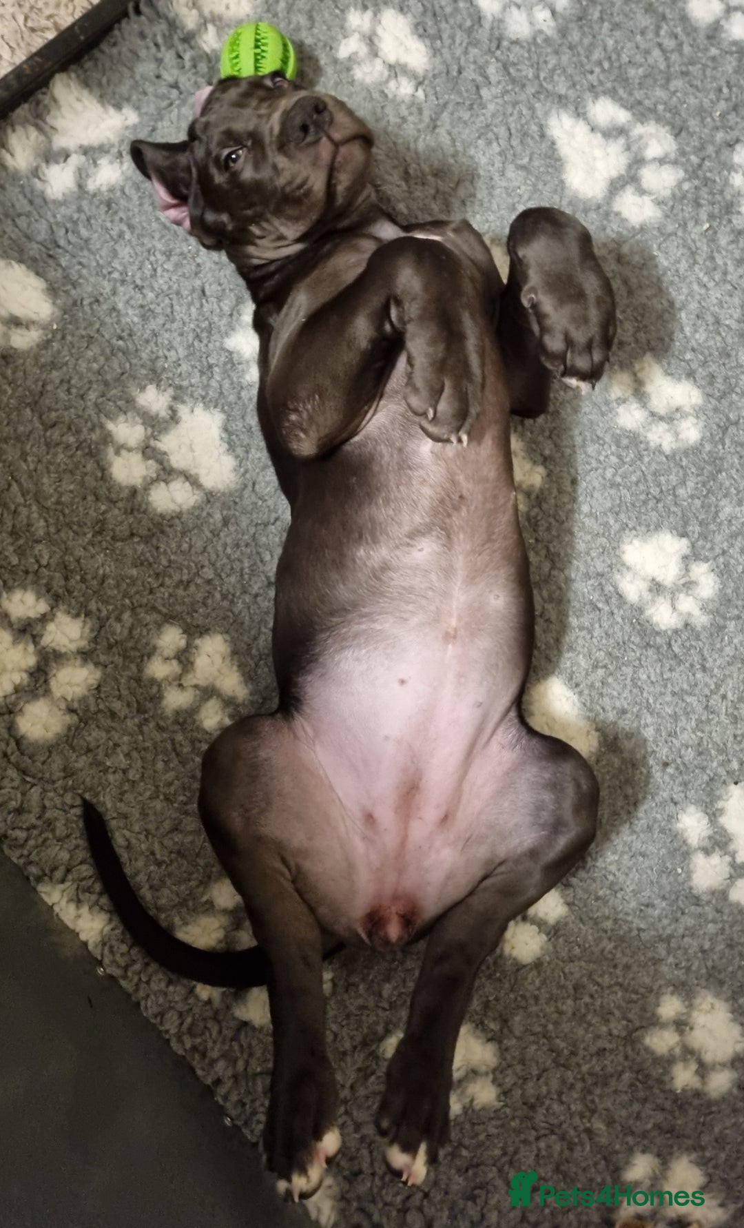 Great Dane dogs for sale: Beautiful girls. KC HEALTH TESTED  - Advert 9