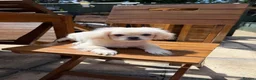 Pekingese dogs for sale: KC puppys white Pekingese  - Advert 4