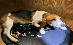 Beagle dogs for sale: Beagle puppies ready for their new home. - Image 1