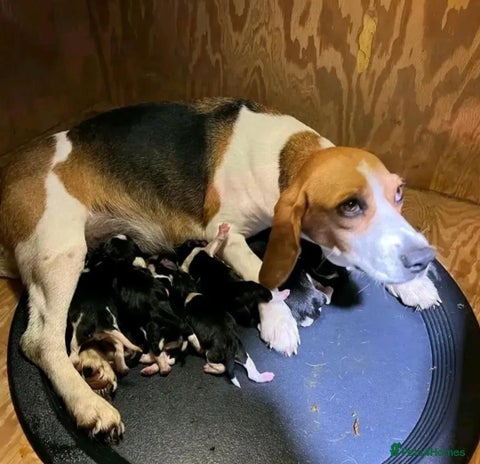 Beagle dogs - Advert 1