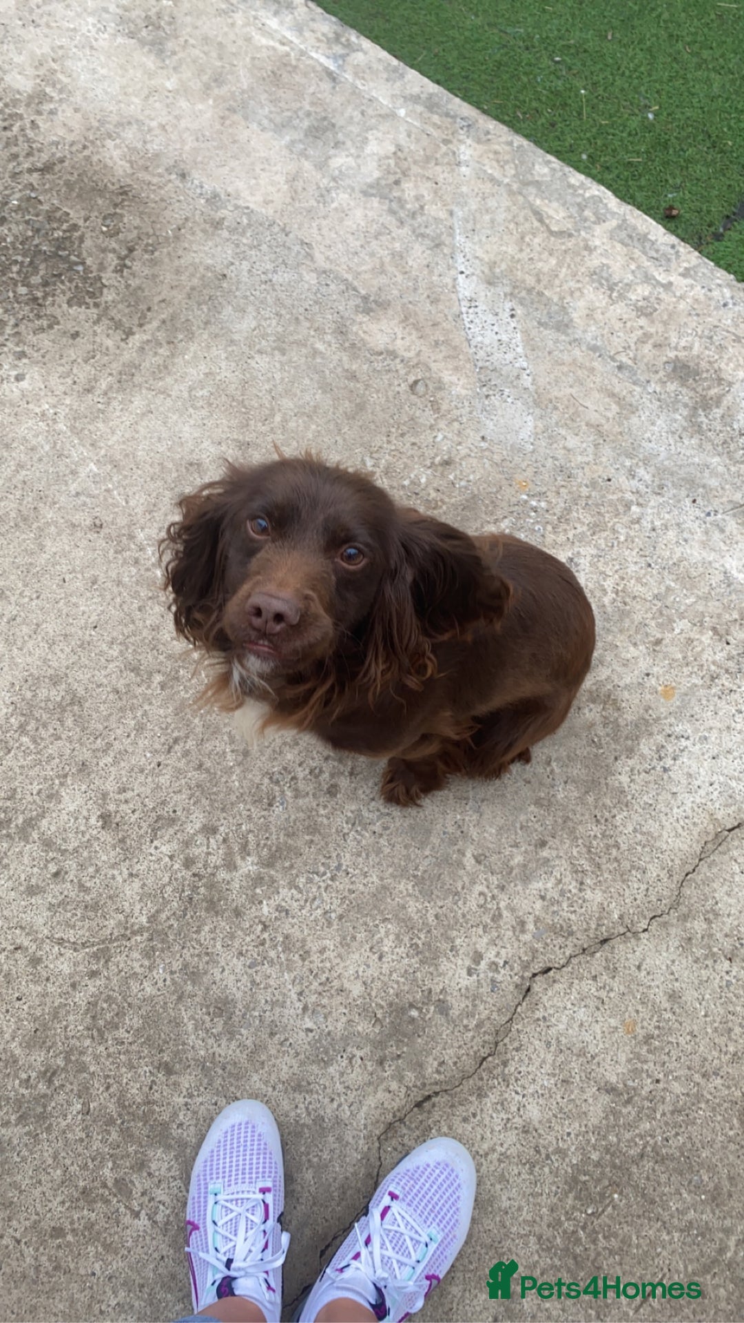 Cocker Spaniel dogs for sale: 2 beautiful working cocker spaniel boys - Advert 2