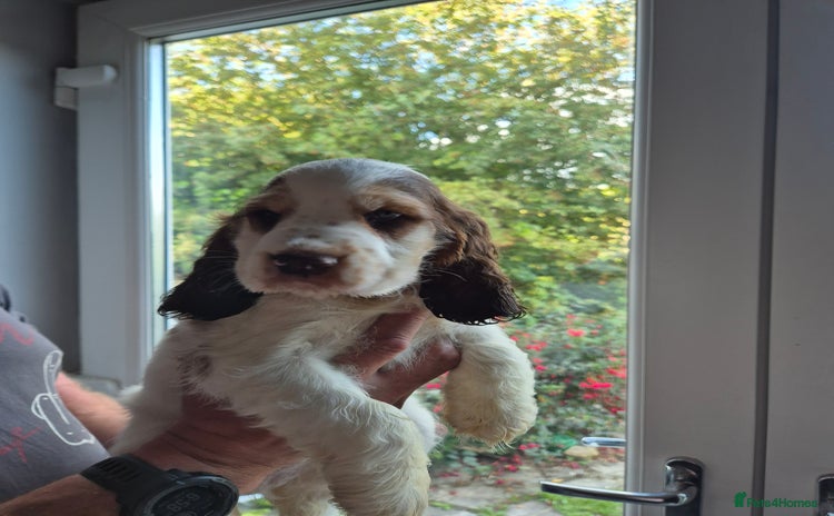 Cocker Spaniel dogs - Advert 1