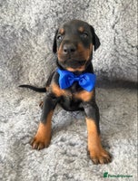 Dobermann dogs - Advert 8