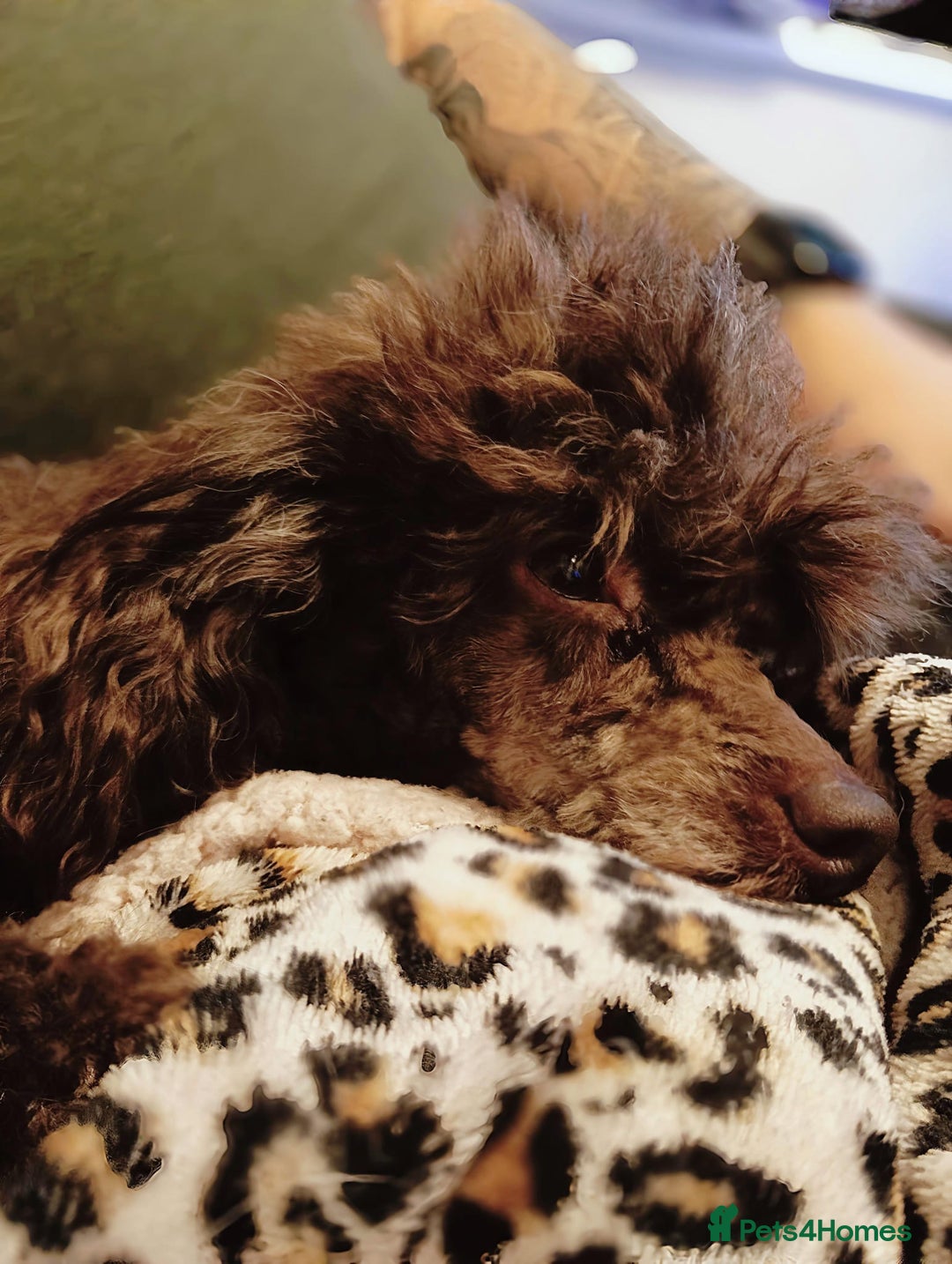 Toy Poodle dogs for sale: Chocolate tiny toy poodle  - Advert 6