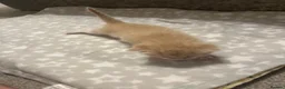 Ragdoll cats for sale: ✨ Ragdoll Cross Kittens – Ready to Reserve ✨ - Advert 7