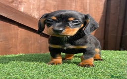 Dachshund dogs for sale: 5 beautiful dachshund puppies available !!!!!! - Image 3