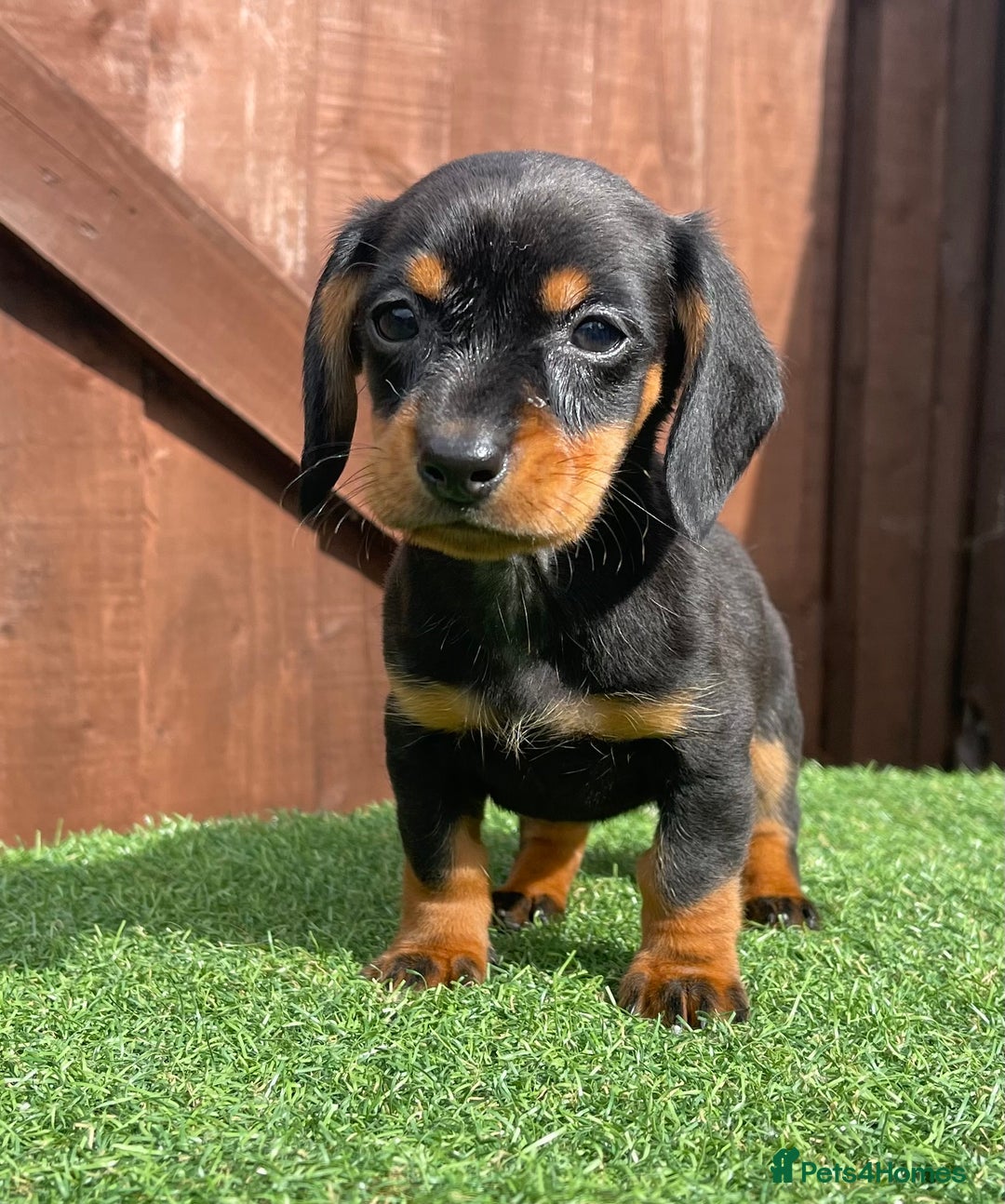 Dachshund dogs for sale: 5 beautiful dachshund puppies available !!!!!! - Image 3