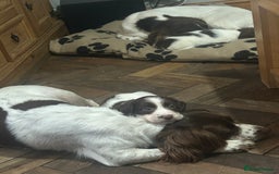 English Springer Spaniel dogs for sale: English springer spaniel puppies for sale - Image 11