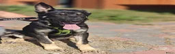 Mixed Breed dogs for adoption: 💙🐶 TOBIK – THE BEST PUPPY I EVER MET - Advert 21