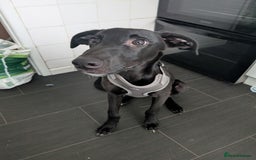Mixed Breed dogs for sale: Lurcher Cross - Image 3