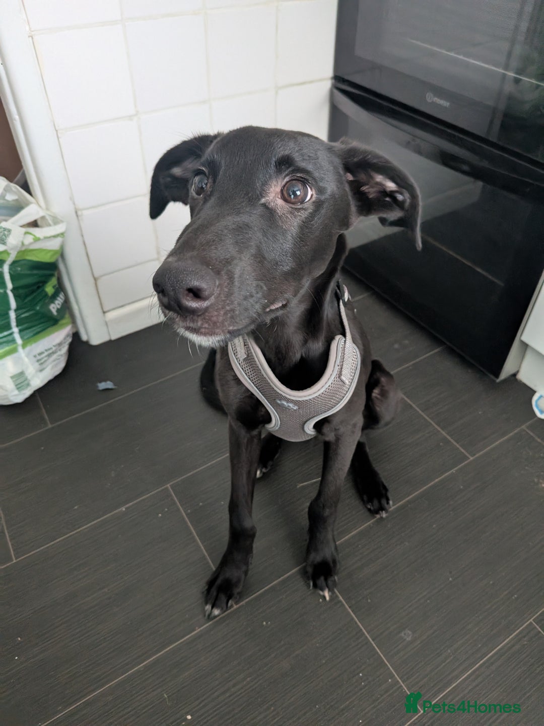 Mixed Breed dogs for sale: Lurcher Cross - Image 3
