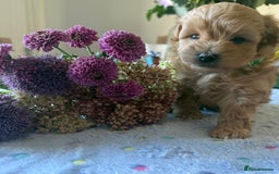 Maltipoo dogs for sale: Perfect small Maltipoo’s  puppy’s ❤️ - Image 7