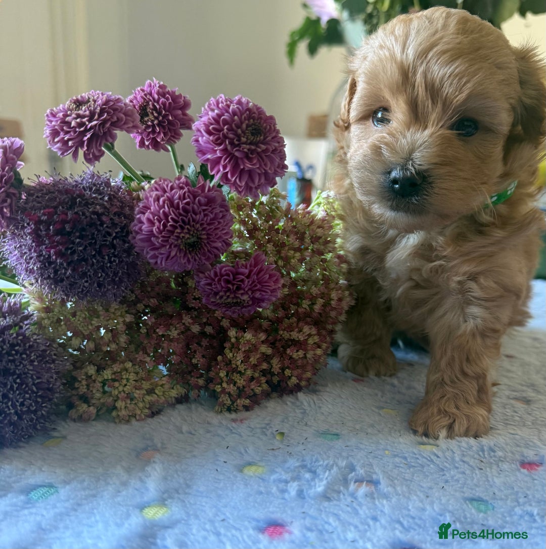 Maltipoo dogs for sale: Perfect small Maltipoo’s  puppy’s ❤️ - Image 7