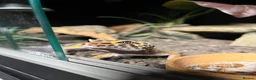 Leopard Gecko reptiles for sale: male and female leopard geckos plus tanks - Advert 3