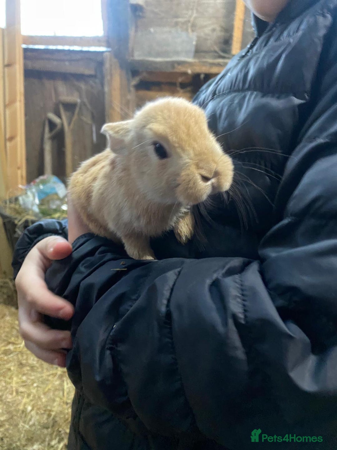 Mixed Breed rabbits for sale: Mini Rex / mini Rex cross - Advert 2