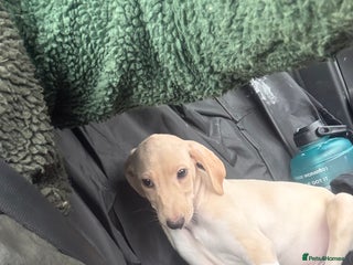 Lurcher dogs Lurcher pup - Advert 1