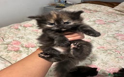 American Curl cats for sale: American curl kittens  - Image 4