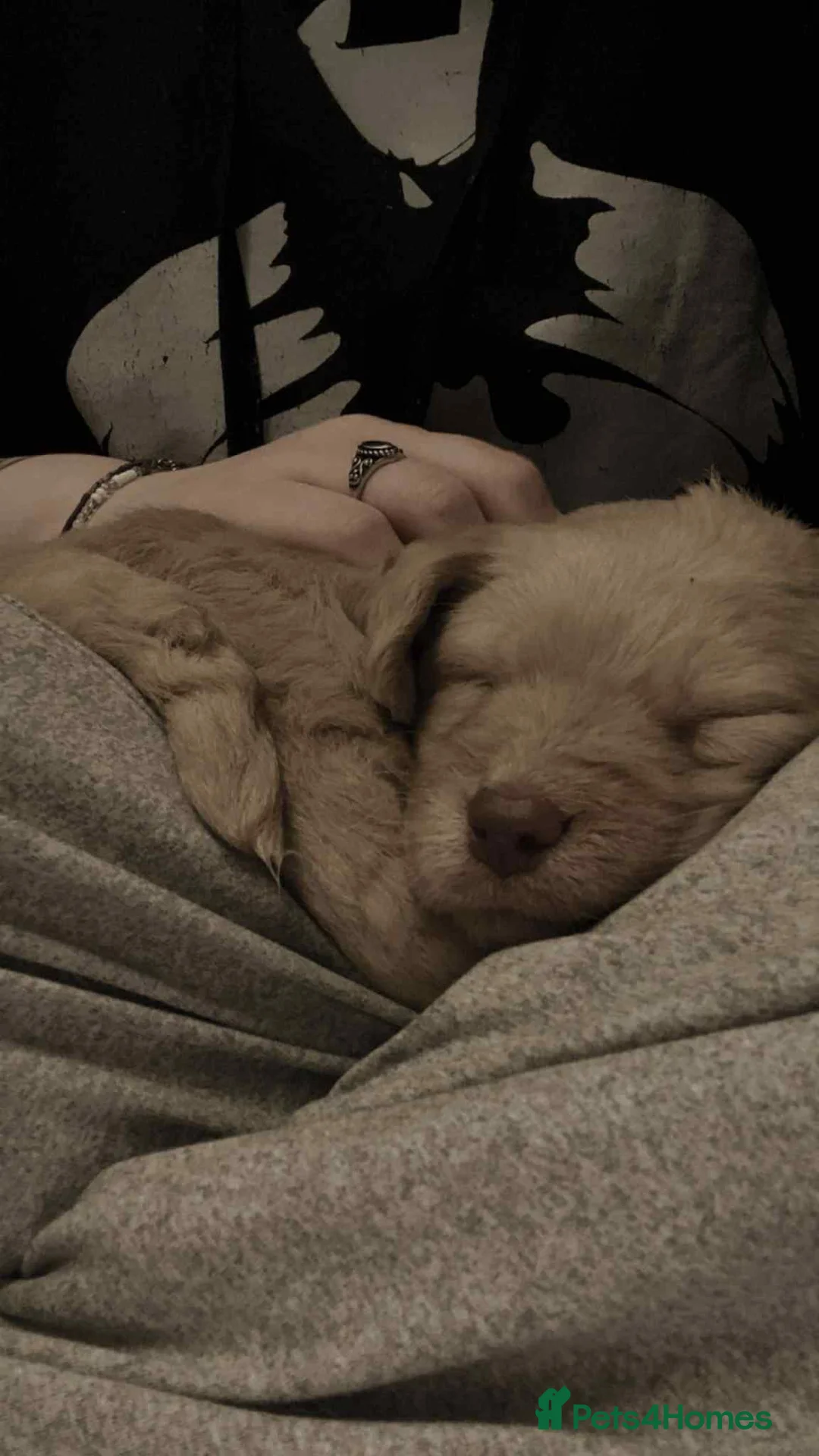 Mixed Breed dogs for sale: Labrador X Sproodle - Advert 6