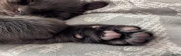 Mixed Breed cats for sale: Kittens - Advert 4