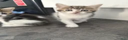 Mixed Breed cats for sale: 6 gorgeous kittens - Advert 7