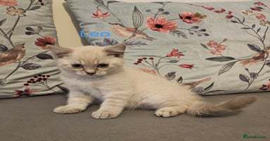 British Shorthair cats - Advert 4
