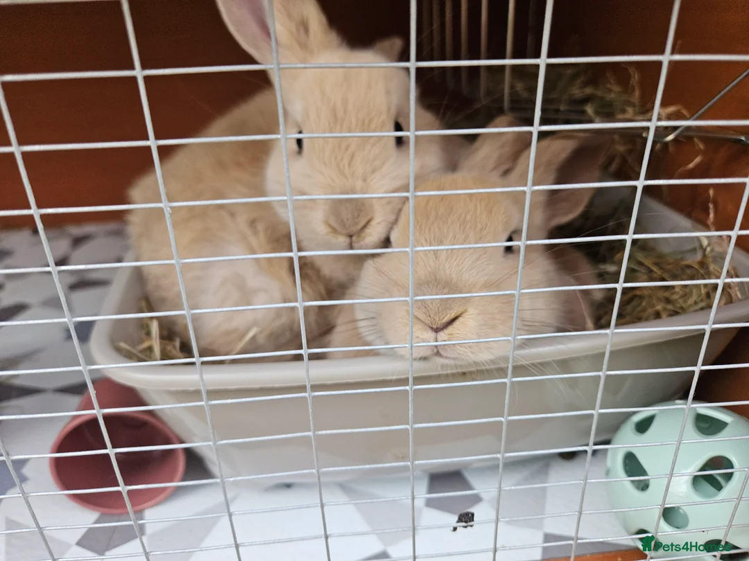 Mixed Breed rabbits for sale: Gorgeous bunnies need forever homes 💕 - Advert 6