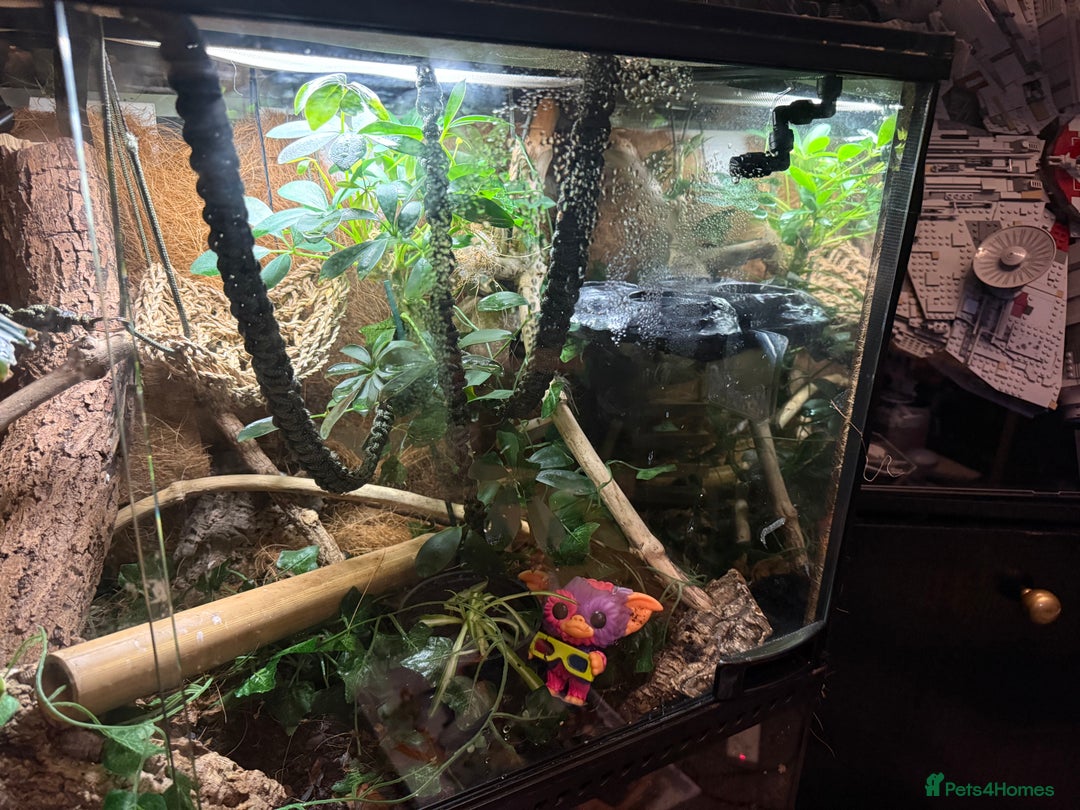 Gecko reptiles for sale: Female lilly white gecko and set up  - Image 7